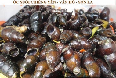 Đặc sản Ốc suối Chiềng Yên, Vân Hồ