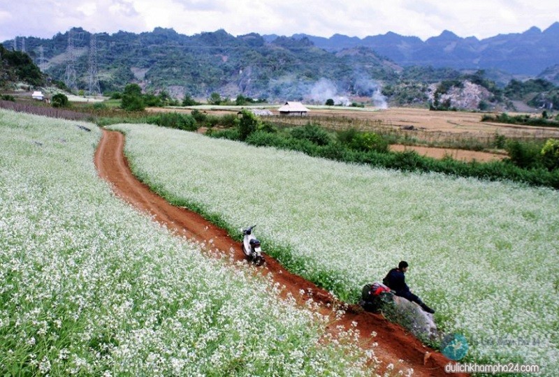 hoa cai moc chau