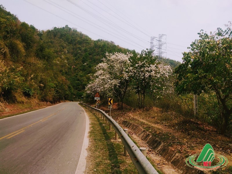 hoa ban moc chau (10)