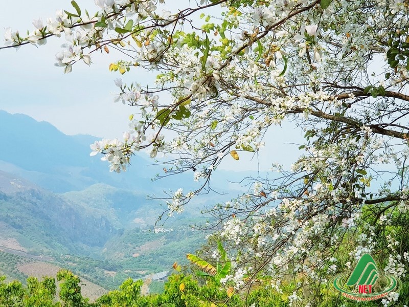 hoa ban moc chau (12)