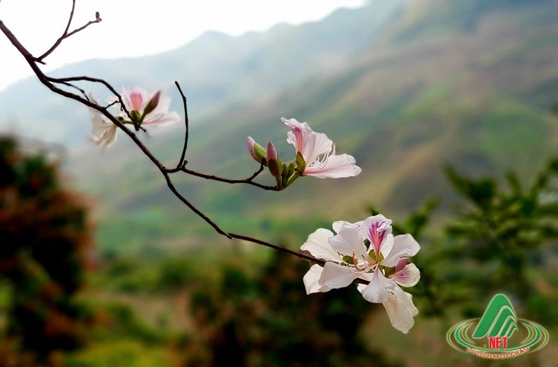 hoa ban moc chau (13)