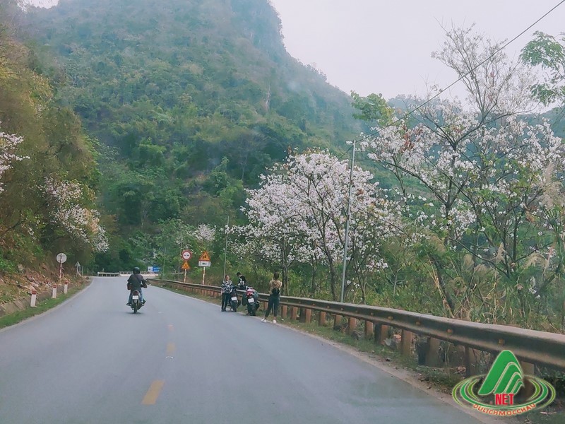 hoa ban moc chau (14)