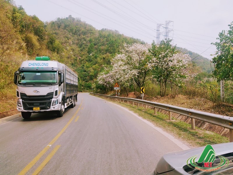 hoa ban moc chau (3)