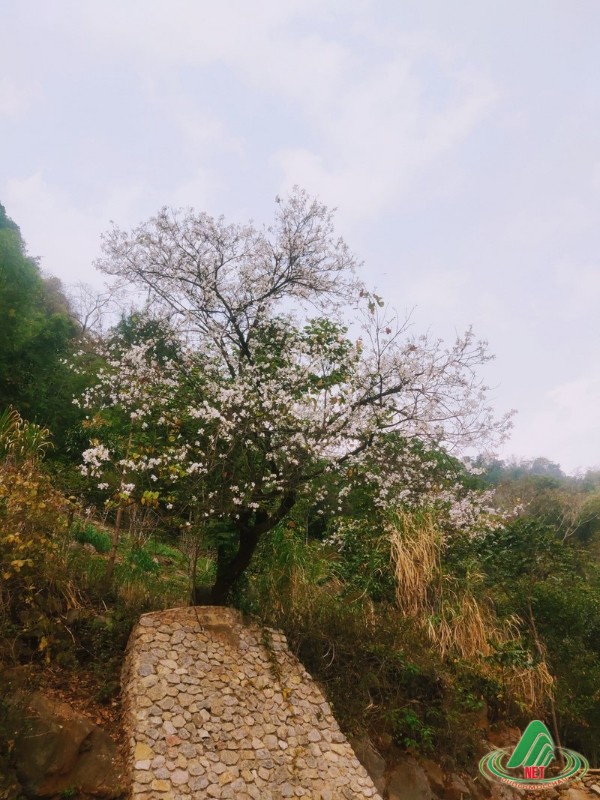 hoa ban moc chau (5)