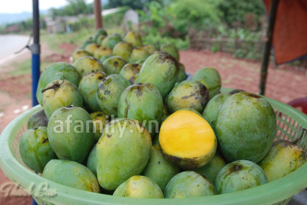 xoài yên châu, mộc châu