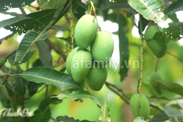 xoài yên châu, mộc châu