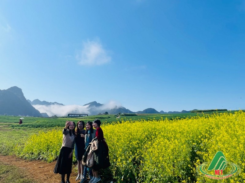 hoa cai moc chau (1)