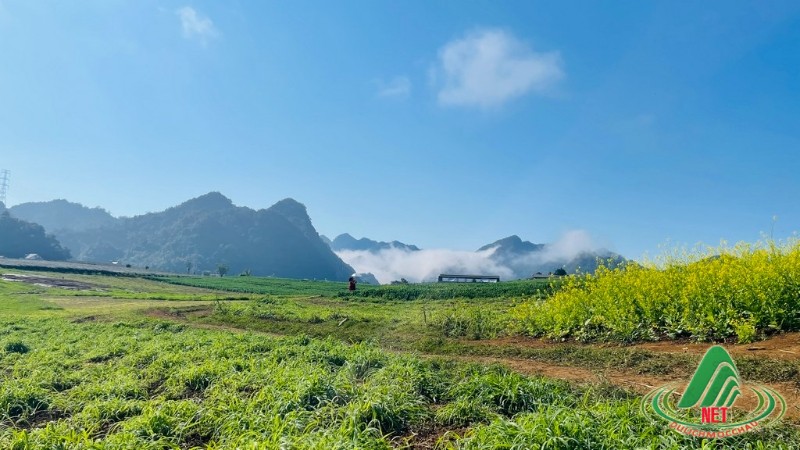 hoa cai moc chau (10)