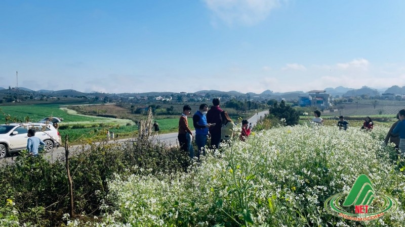 hoa cai moc chau (3)