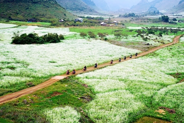 Chạm tay vào vẻ đẹp thiên đường cải trắng ở Mộc Châu