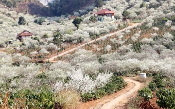 Hoa mận Sơn La