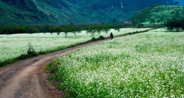 Dong Cai Trang Moc Chau 6